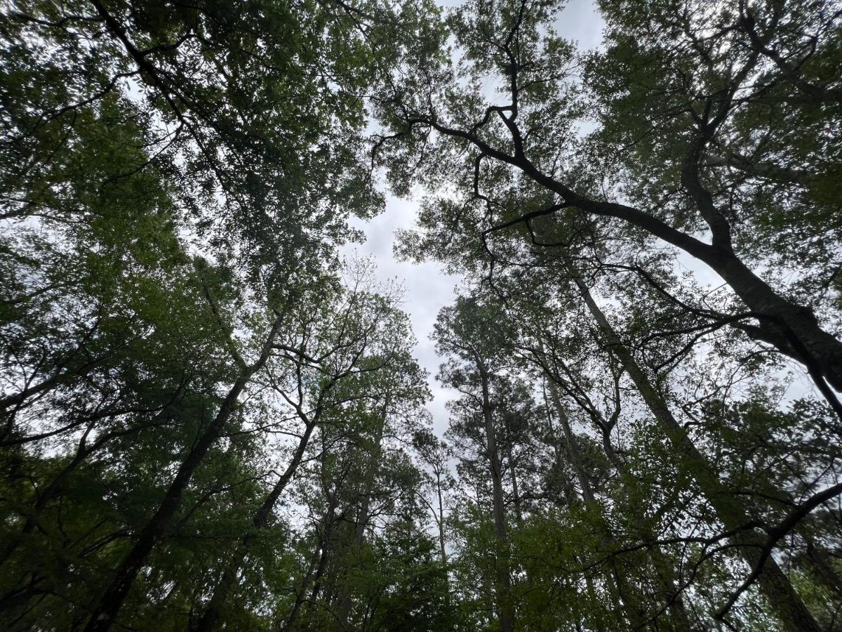 2 Bdrm Treehouse Hideout- Lake Conroe With Boat Ramp Montgomery Exteriör bild